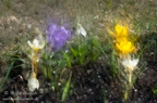 Wiosenne kwiaty - 25.03.2022